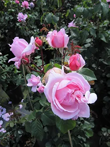 Rose Kiss me Kate ® von Baumschule