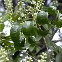 Produktbild Kirschlorbeer Cameliifolia 40-60cm - Prunus,aurocerasus