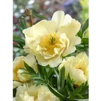 Paeonia Mlokosewitschii Kaukasus-Pfingstrose im 11x11 cm Topf - Die Kaukasus-Pfingstrose begeistert mit zarten, gelben Blüten und einem eleganten Duft. Ideal für Beete, Kübel und als Solitärstaude. Robust und pflegeleicht, bringt sie Farbe in sonnige bis halbschattige Gärten.