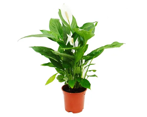 Exotenherz Zimmerpflanze Spathiphyllum