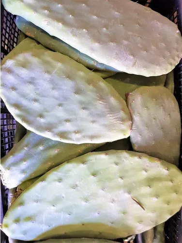 1 Kiste (10 kg) Feigenkaktus Opuntien von M&S Reptilien