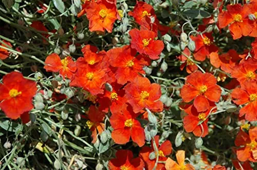 Helianthemum x cult. 'Fire Dragon' 9x9 cm Topf – Winterhart, Mehrjährig, Pflegeleicht – Sonnenröschen – Bodendecker für Steingarten & Beet