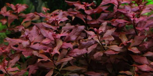 Aquaone Wasserpflanze Aquarium Pflanze Ludwigia palustris Nr.335B