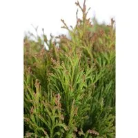 Thuja occidentalis 'Miky' 25-30 cm