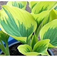 Produktbild Funkie Liberty - Hosta cultorum