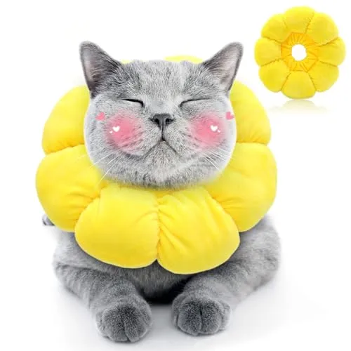 Halskrause Katze