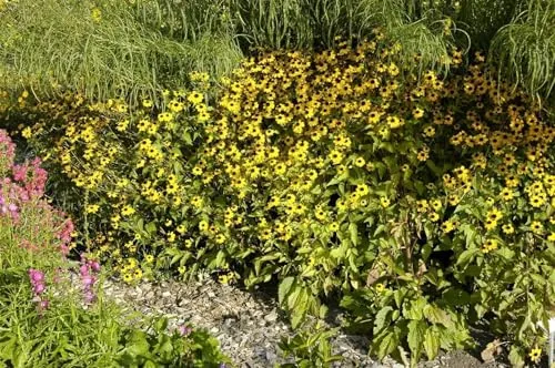 Rudbeckia triloba 9x9 cm Topf – Winterhart, Mehrjährig, Pflegeleicht – Dreilappiger Sonnenhut – Staude für Beet & Garten