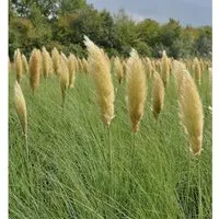 Produktbild Pampasgras Pumila - Cortaderia selloana