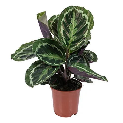 Bloomique - Calathea Medaillon - Pfauenpflanze - Zimmerpflanzen - Luftreinigend - Tierfreundlich - 40-50 cm Hoch - Topf 14 cm