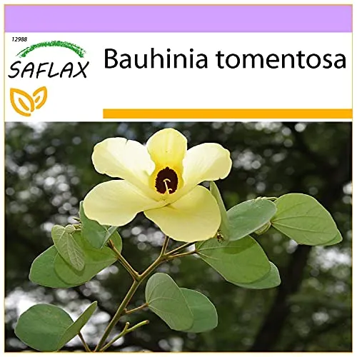 SAFLAX von Saflax