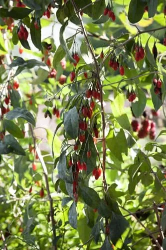 Goji-Beere Big Lifeberry Lycium Barbarum 40–60 cm - Robuster Beerenstrauch mit dekorativen, orange-roten Früchten. Ideal für sonnige Standorte, als Zier- und Fruchtstrauch im Garten oder im Kübel. Ein echter Blickfang mit einfacher Pflege und schöner Blütenpracht.