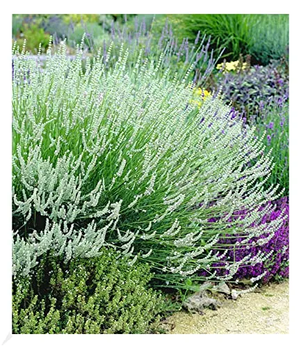 BALDUR Garten Weißer Lavendel Duftlavendel, 3 Pflanzen, echter Lavendel Lavandula, winterharte Staude, trockenresistent, mehrjährig, bienenfreundlich und schmetterlingsfreundlich, blühend