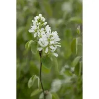 Pflanzen für Dich Gehölze Amelanchier alnifolia 'Smoky' - Dekoratives Gehölz für sonnige bis halbschattige Standorte, blüht von April bis Mai mit attraktiven weißen Blüten. Ideal für Gärten und Balkon.