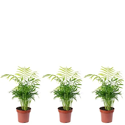 3er-Set Bergpalme - Höhe ca. 35 cm, Topf-Ø 12 cm - Chamaedorea elegans