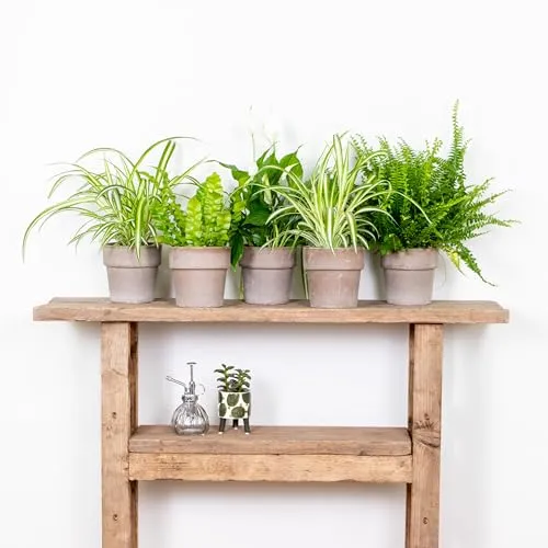 Bloomique - 5er-Mix - Luftreinigende Pflanzenmischung - Dracaena, Dypsis, Chamaedorea, Chlorophytum, Asplenium - 20-40 cm Hoch - Topf 12 cm