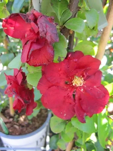 Chaenomeles speciosa Scarlet Storm ® - Zierquitte Scarlet Storm ® - 40-60cm