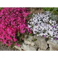 Phlox Subulata Temiskaming Teppichphlox Rosa Ca. 9x9 cm Topf