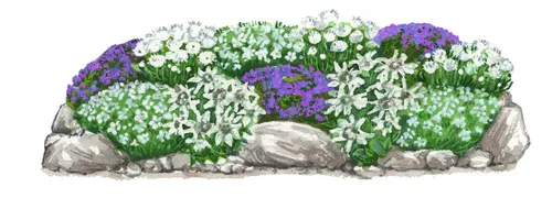 Produktbild Dehner Bio Stauden-Set Alpengarten, 12-teilig, mehrjährige Gartenstauden