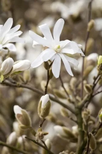 Magnolia stellata 'Royal Star' – Winterharte Sternmagnolie für Garten & Kübel - Pflegeleichte, winterharte Ziermagnolie mit schneeweißen Blüten. Ideal für kleine Gärten, Kübel oder Terrassen. Bienenfreundlich und dekorativ, bringt Frühling in Ihren Garten.