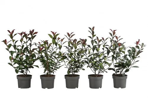 Dehner Hecken Purpur-Glanzmispel, 1 Meter - Pflegeleichte Sichtschutz-Hecke - Heckenpflanze mit glänzendem Dunkelgrün und pinkrotem Austrieb, ideal für Sichtschutz und bienenfreundlich. 5 Pflanzen für 1-1,5 Meter Hecke, frosthart und pflegeleicht.
