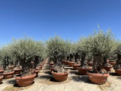 Sunny Tree in grün von Sunny Tree
