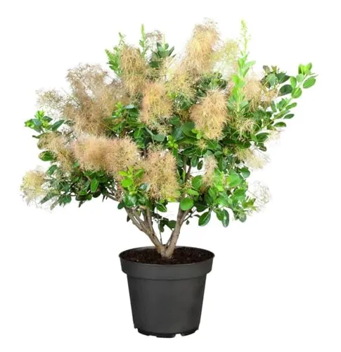Cotinus coggygria 'Young Lady'