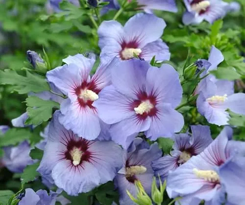 Hibiskus, Garteneibisch `Marina´, 40-60cm im Topf in blau von ARTland