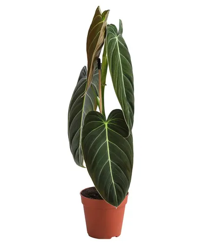 Dehner Zimmerpflanze Schwarzgoldener Baumfreund - Philodendron melanochrysum
