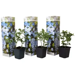 Plant in a Box Bleiwurz - Plumbago auriculata 3er Set Höhe 25-40cm