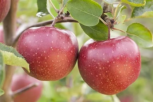 Terrassenobst Zwergobst 40 cm Stammhöhe - Obstsamen & -pflanzen: Kompakte Obstbäume, ideal für Balkone und Terrassen, pflegeleicht und winterhart - für frisches Obst direkt vor der Tür.