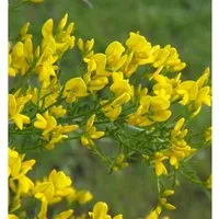 Produktbild Stein Ginster 40-60cm - Genista,ydia