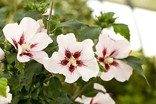 Hibiscus syriacus 'Hamabo' - Gartenhibiskus mit rosa Blüten - Pflegeleichter Gartenhibiskus mit zartrosa Blüten und rotem Auge, ideal für sonnige Standorte und Hecken. Winterhart bis -20 °C, zieht Bienen und Schmetterlinge an.