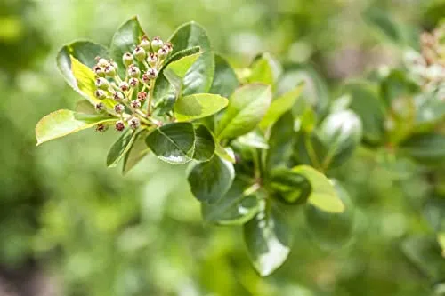 Aronia Melanocarpa Viking - Schwarze Apfelbeere 60-100 cm - Beerensträucher mit weißen Blüten und essbaren Beeren, pflegeleicht, bienenfreundlich und ideal für Hecken oder Rabatten. Wuchshöhe bis 200 cm, Lieferung in 60-100 cm.