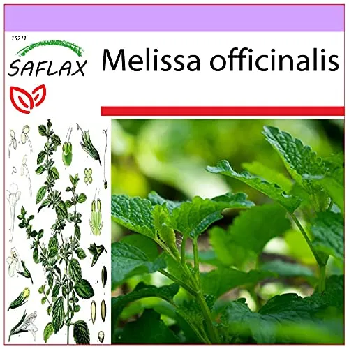 SAFLAX - Heilpflanzen - Zitronen - Melisse - 150 Samen - Melissa officinalis