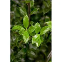 Ilex meserveae 'Heckenstar'