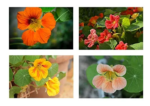 Stk - 10x Kletterpflanzen Tropaeolum Jewel of Africa Garten Pflanzen - Samen KS217 - Seeds & Plants Shop by Ipsa