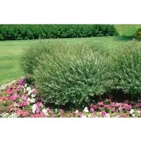 Salix purpurea 'Nana' - Purpur-Weide - Ziergehölze, kompakter und pflegeleichter Strauch, ideal für Bienen und perfekt für Gartenanfänger.
