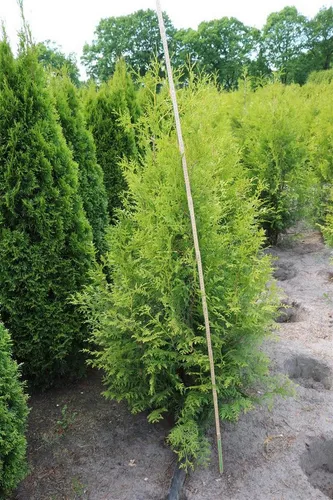 Thuja occidentalis Brabant - Immergrüner Lebensbaum, 1 St. - Ziergehölze - Pflegeleichte, schnellwachsende Konifere für dichte Hecken und attraktiven Sichtschutz, ideal für Gartenstrukturen.