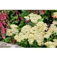 Achillea Filipendulina Goldgarbe Hella Glashoff Ca. 9x9 cm Topf