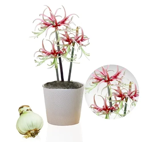 Amaryllis Zwiebel Chico - 1 Blumenzwiebel in Großformat 26/30 - Exklusive Zwiebeln - Echte Pflanzen aus Holland - Hippeastrum (keine Samen, Wachs und nicht künstlich)