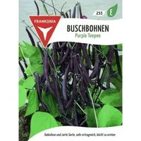 FRANKONIA Buschbohne Purple Teepee