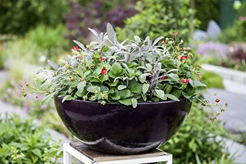 PlantaPro Salvia officinalis 'Tricolor' 9x9 cm Topf – Mehrjährig, Pflegeleicht – Bunter Salbei – Kräuterpflanze für Garten & Balkon