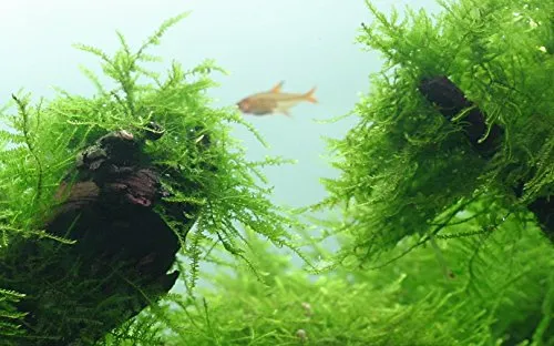 Produktbild Taxiphyllum barbieri (Javamoos) 1-2-GROW! (In Vitro)