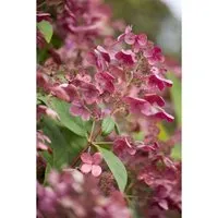 Pflanzen für Dich Gehölze Hydrangea paniculata 'Early Sensation'
