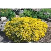 Genista Pilosa Besen-Ginster Gelb 20–30 cm