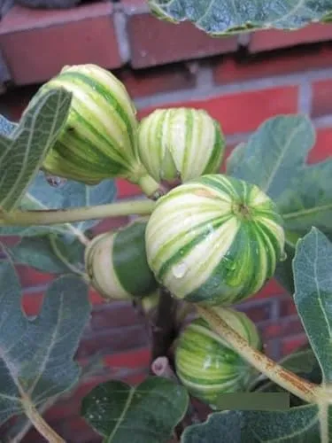 Fruchtfeige Panache von Baumschule