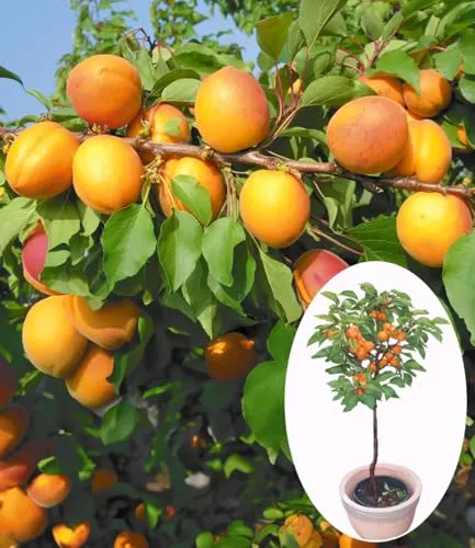 BALDUR Garten Aprikosen 'Compacta Super Compact®' - Winterharter Aprikosenbaum - Obstsamen & -pflanzen, selbstfruchtend und ideal für kleine Gärten, mit reicher Ernte an köstlichen Aprikosen.
