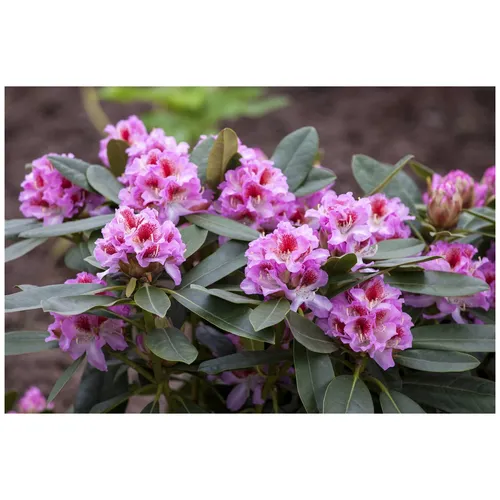 Rhododendron Hybr. 'Belami'