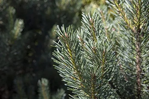 Pflanzen für Dich Konifere Pinus sylvestris Watereri - Ziergehölze, kompaktwüchsige Kiefer mit auffälligen blaugrünen Nadeln, ideal für kleine Gärten und pflegeleicht, winterhart und anpassungsfähig.