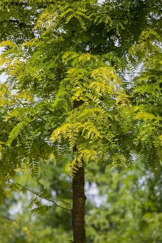Gleditsia triacanthos 'Sunburst' - Gold-Gleditschie mit leuchtend gelbem Laub - Baumsamen & -pflanzen, pflegeleicht und winterhart bis -20 °C, ideal für Solitärpflanzungen in großen Gärten oder als Schattenspender.